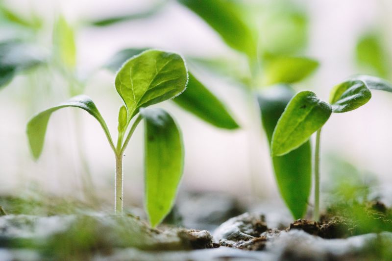 heliopotasse_culture