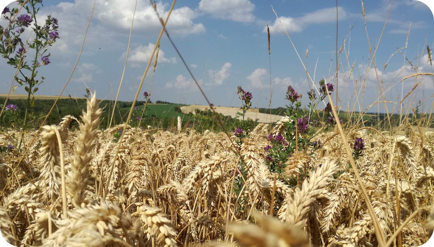 Field crop